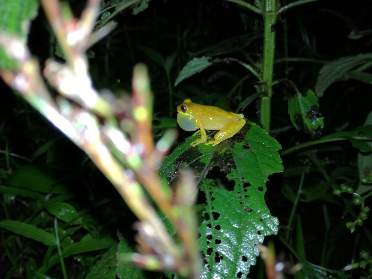 Osa House - Drake Corcovado Tours Bed and Breakfast Drakes Bay Buitenkant foto